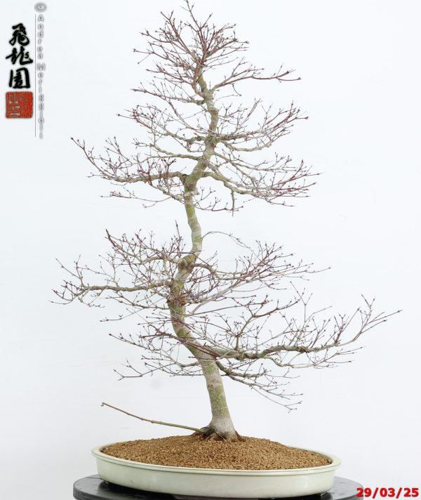 Acer palmatum benichidori - immagine 9