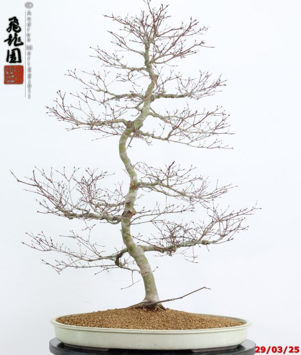 Acer palmatum benichidori - immagine 10