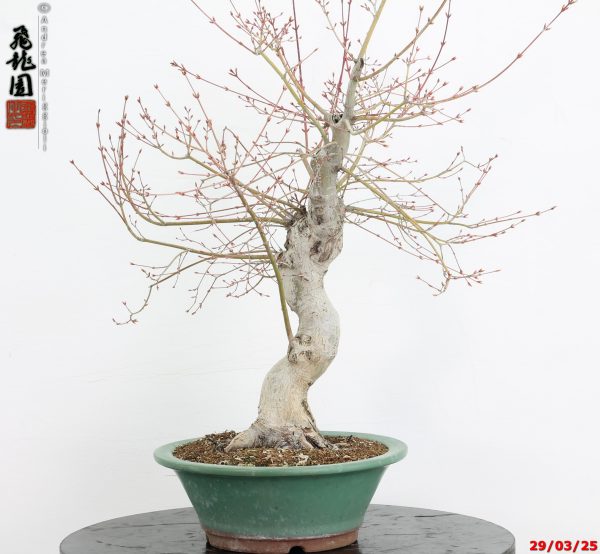 Acer palmatum katsura
