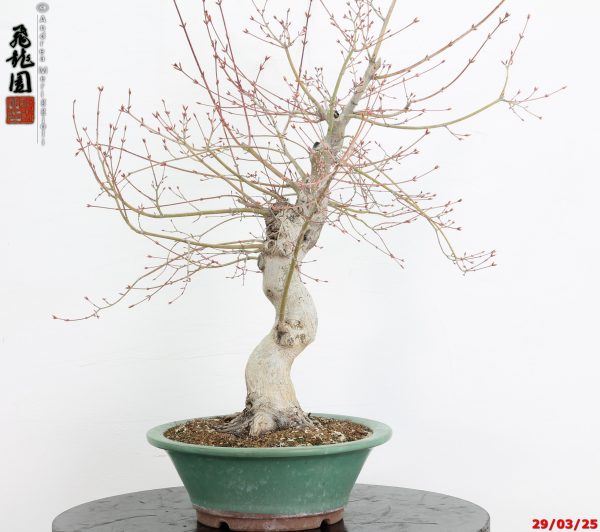 Acer palmatum katsura - immagine 2