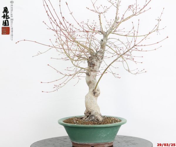 Acer palmatum katsura - immagine 3