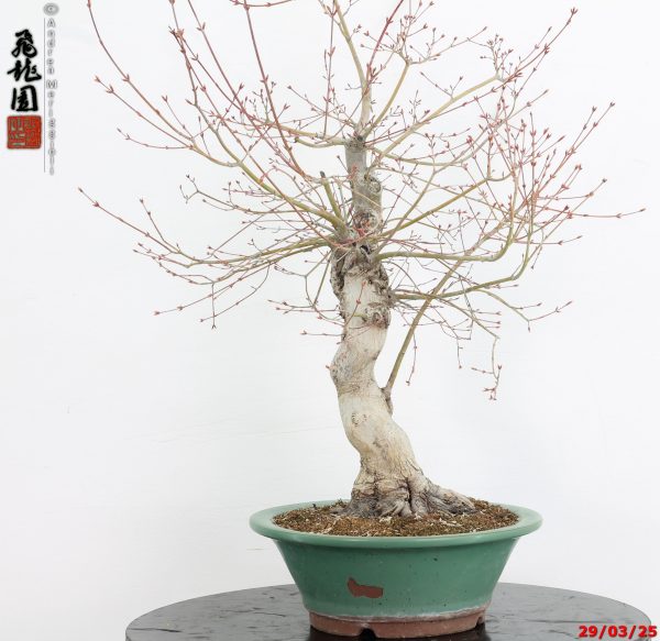 Acer palmatum katsura - immagine 4