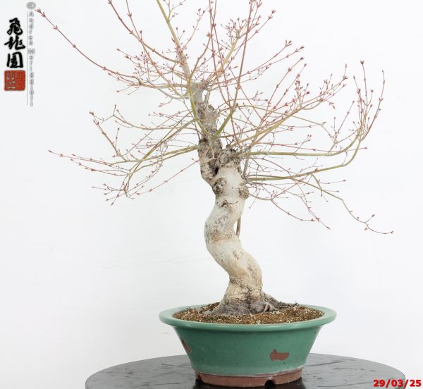 Acer palmatum katsura - immagine 5