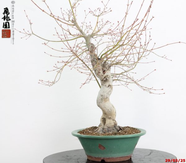 Acer palmatum katsura - immagine 6