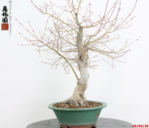 Acer palmatum katsura - immagine 7