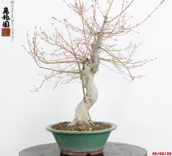 Acer palmatum katsura - immagine 8