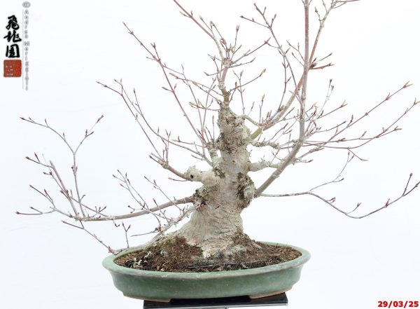Acer palmatum deshojo shohin