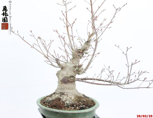 Acer palmatum deshojo shohin - immagine 3