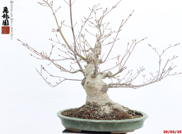 Acer palmatum deshojo shohin - immagine 4