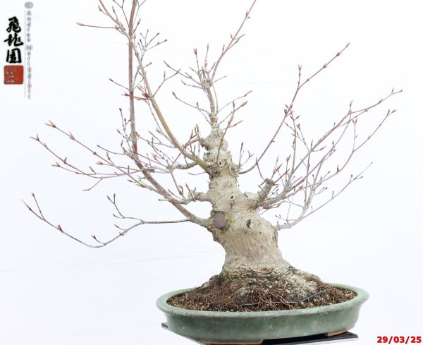 Acer palmatum deshojo shohin - immagine 5