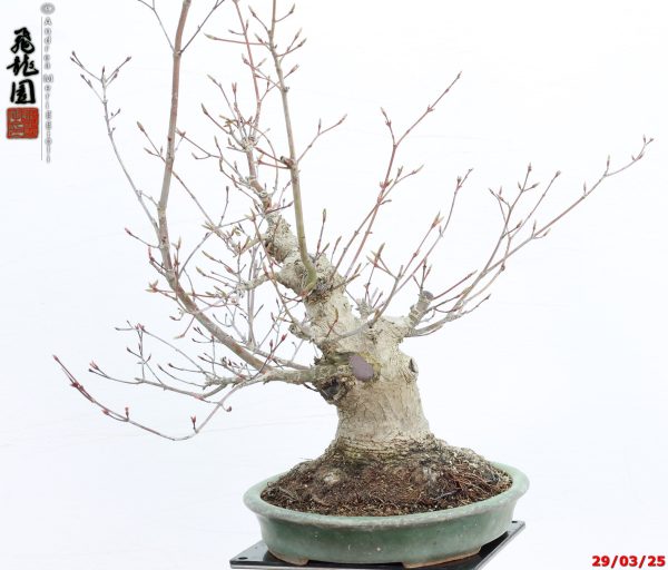 Acer palmatum deshojo shohin - immagine 6