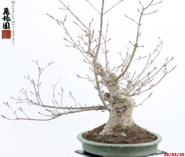 Acer palmatum deshojo shohin - immagine 7