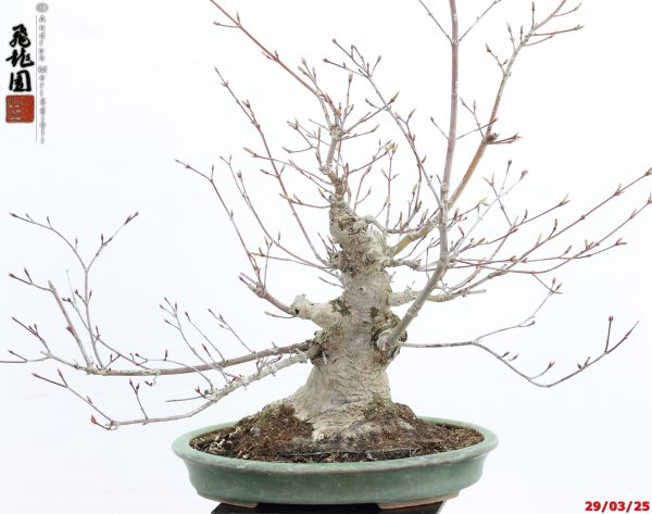 Acer palmatum deshojo shohin - immagine 8