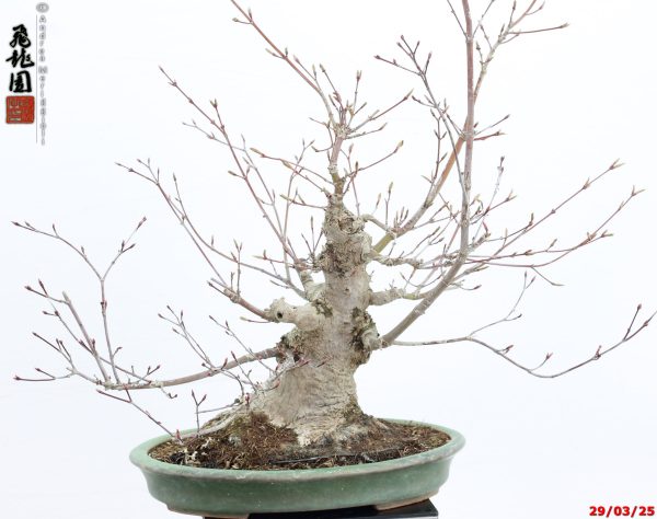 Acer palmatum deshojo shohin - immagine 9