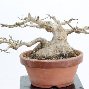 Acer buergerianum shohin