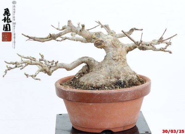 Acer buergerianum shohin