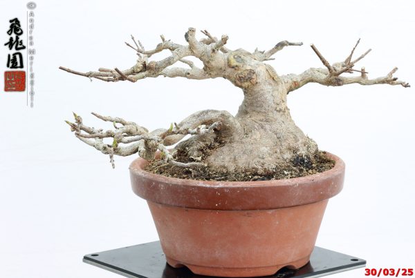 Acer buergerianum shohin - immagine 2