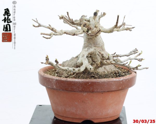 Acer buergerianum shohin - immagine 3
