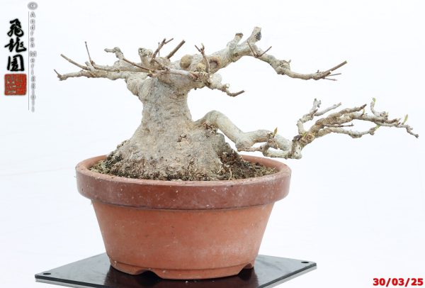 Acer buergerianum shohin - immagine 4