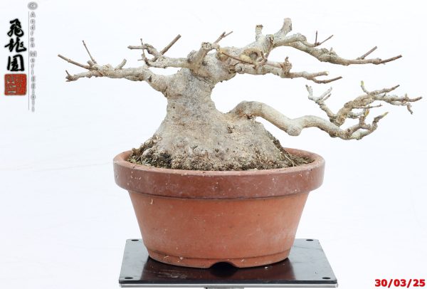 Acer buergerianum shohin - immagine 5