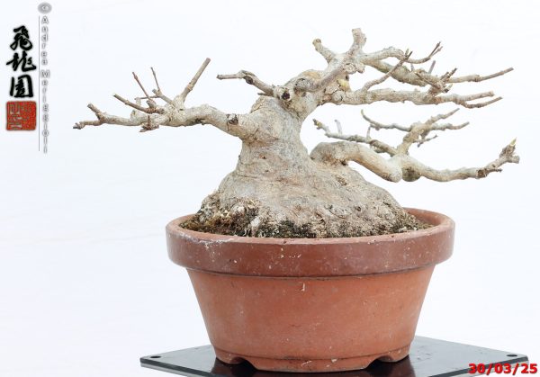 Acer buergerianum shohin - immagine 6