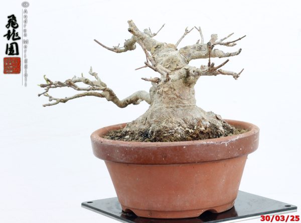 Acer buergerianum shohin - immagine 7