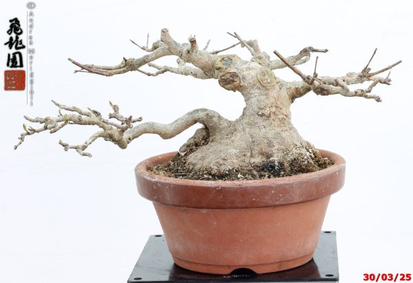 Acer buergerianum shohin - immagine 8