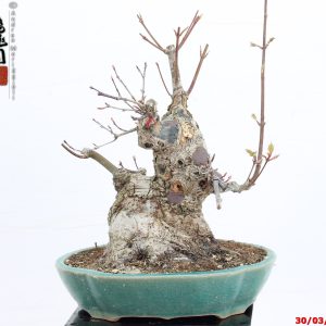 Acer palmatum deshojo shohin