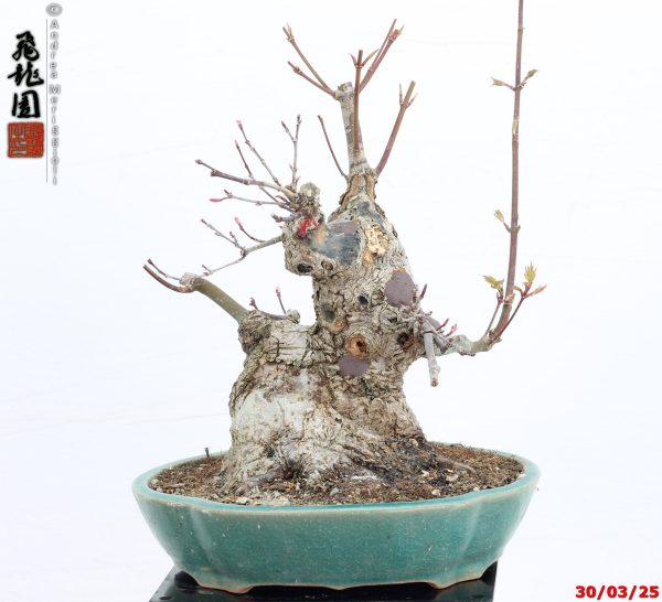 Acer palmatum deshojo shohin