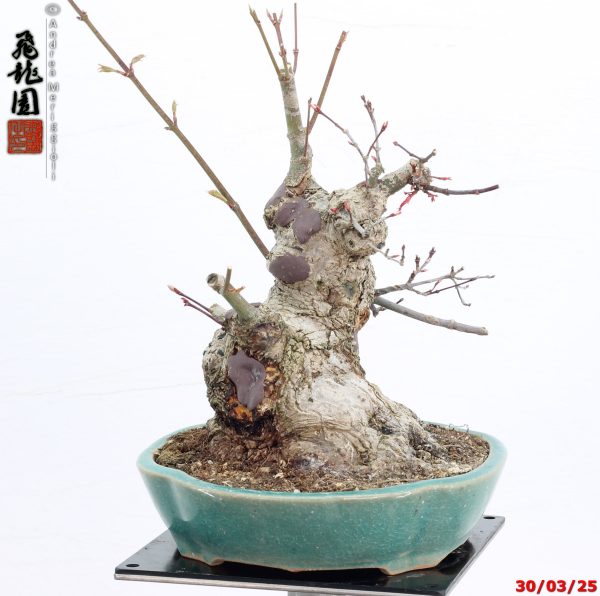 Acer palmatum deshojo shohin - immagine 3