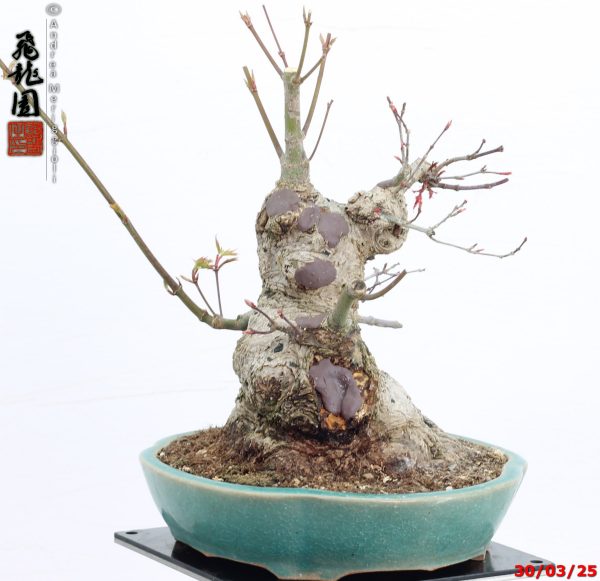 Acer palmatum deshojo shohin - immagine 4