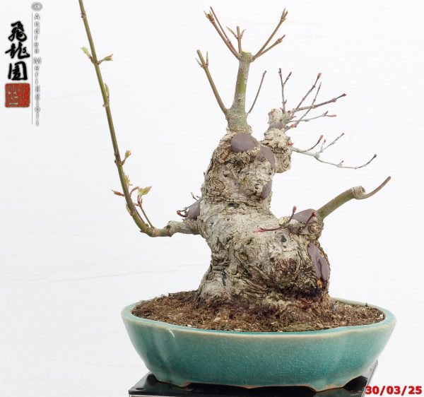 Acer palmatum deshojo shohin - immagine 5
