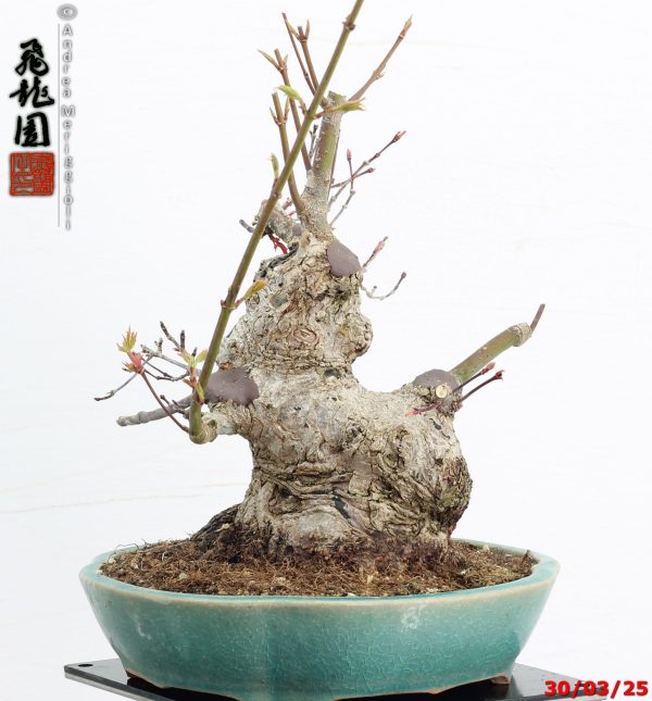 Acer palmatum deshojo shohin - immagine 6