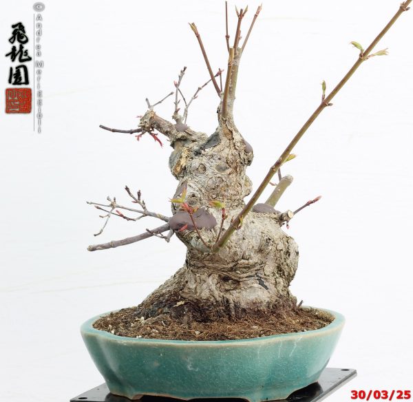 Acer palmatum deshojo shohin - immagine 7