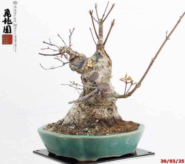 Acer palmatum deshojo shohin - immagine 8