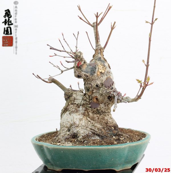 Acer palmatum deshojo shohin - immagine 9
