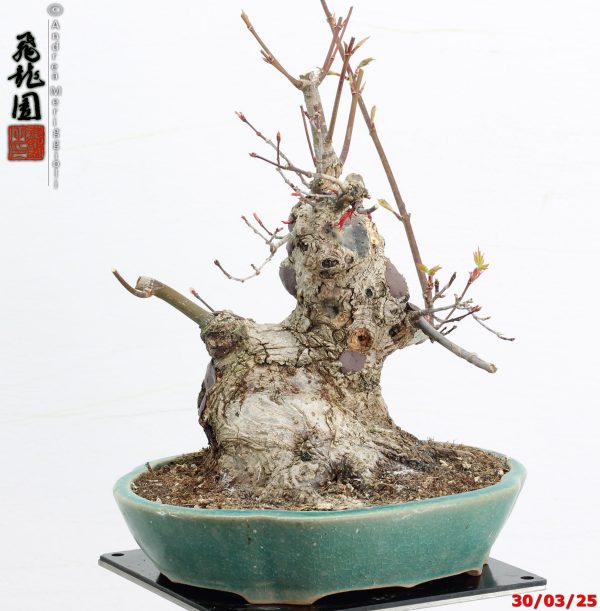 Acer palmatum deshojo shohin - immagine 10