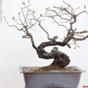 Quercus pubescens