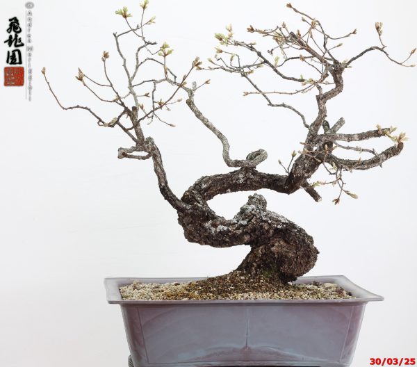 Quercus pubescens