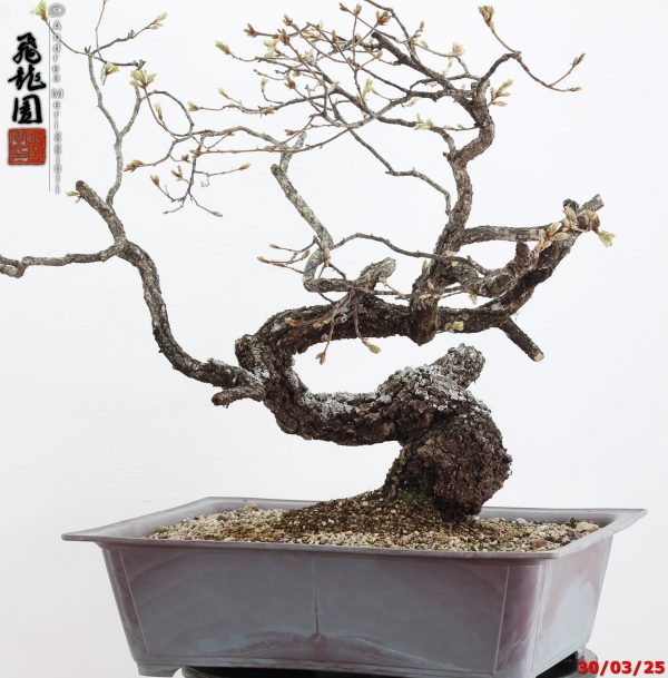 Quercus pubescens - immagine 2