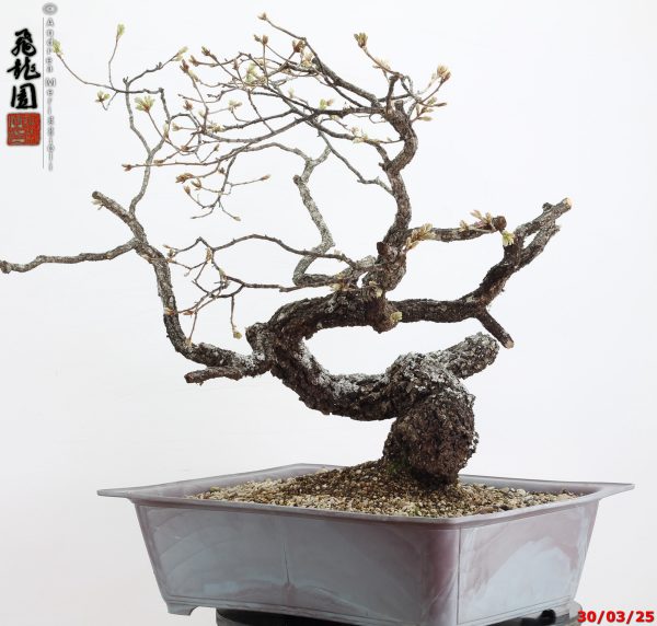 Quercus pubescens - immagine 3