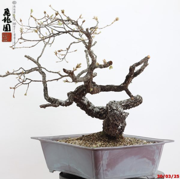 Quercus pubescens - immagine 4
