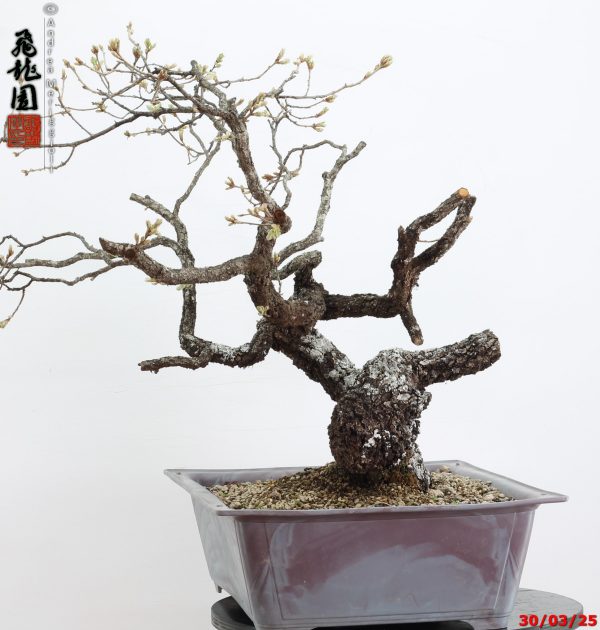 Quercus pubescens - immagine 5