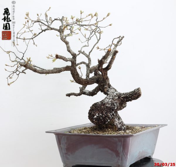 Quercus pubescens - immagine 6