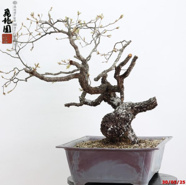 Quercus pubescens - immagine 7