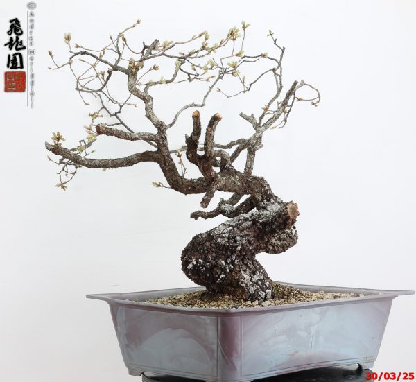 Quercus pubescens - immagine 8