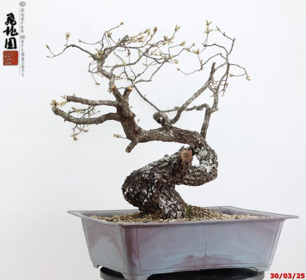 Quercus pubescens - immagine 9