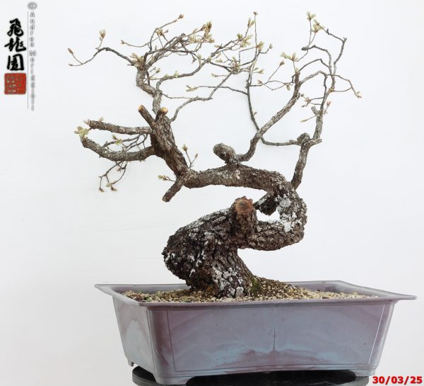 Quercus pubescens - immagine 10