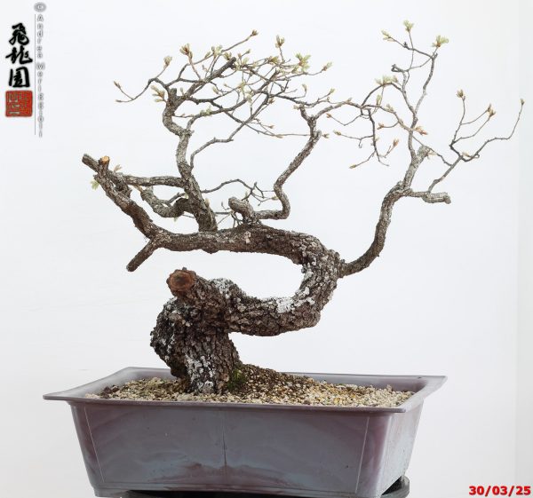 Quercus pubescens - immagine 11
