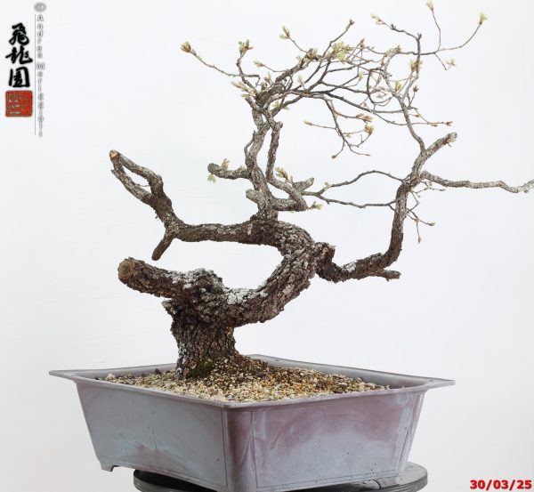 Quercus pubescens - immagine 12
